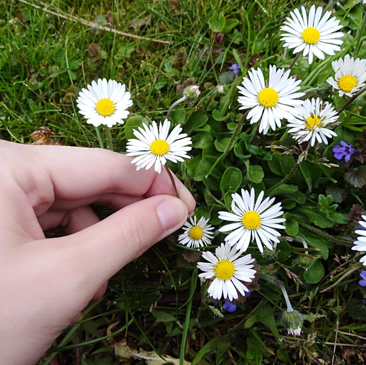 Eine Hand hält eine Gänseblume