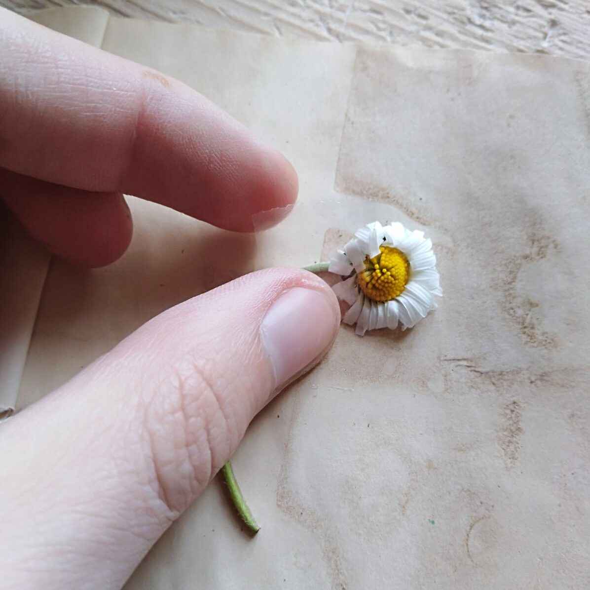 Eine Gänseblume wird in das Heft geklebt